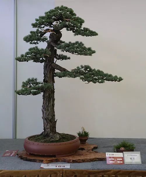 欣賞盆景名家藏品,領悟盆景作品拍攝技巧