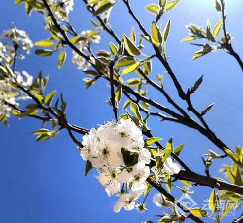 老驥伏櫪志未已,木梨花開幸福來