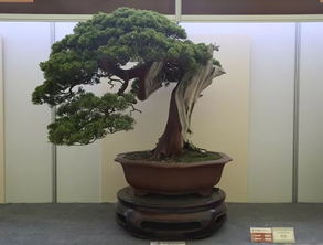 中國爵，盆景金銀獎回看 伏櫪之志永存