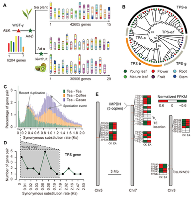 我室在茶樹基因組研究領(lǐng)域取得重要新突破，助力茶葉科學(xué)基礎(chǔ)研究與產(chǎn)業(yè)發(fā)展